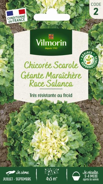 Potagères - Chicorée Scarole Géante Maraîchère race Salanca - PACKAGING_RECTO